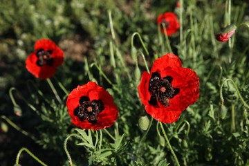 red poppy flowers in a field.artvin/turkey