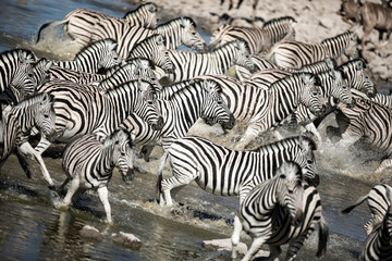 Fototapeta na wymiar Zebra abstract