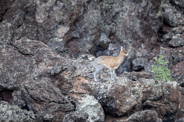 Klipspringer