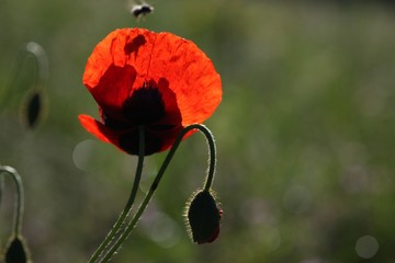 red poppy flowers in a field.artvin/turkey