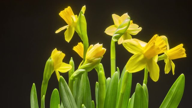 Time lapse of bloom yellow flowers.