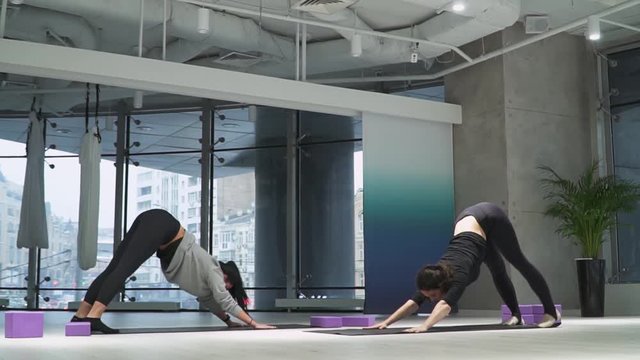 Two pretty women simultaneously sag backs in position dog muzzle down and raise legs high on the yoga met in studio indoors.