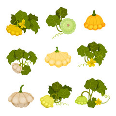 Patisson set. Organic food concept. Vector illustration.