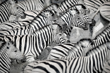 Fototapeta na wymiar Zebras running in water