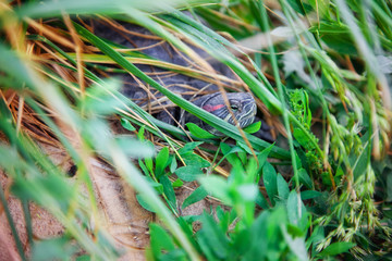 the turtle in the water