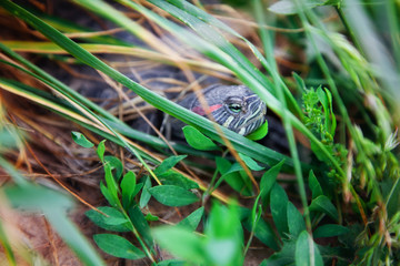 the turtle in the water