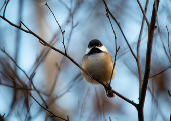 Black-capped chickadee