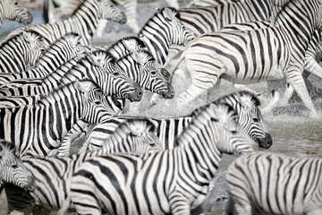 Fototapeta na wymiar Zebras running