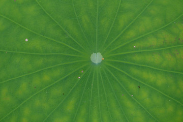 Heart-shaped leaf core of lotus leaf