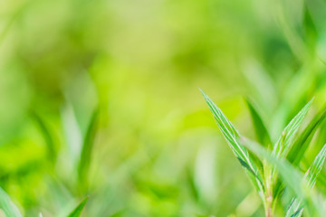 close-up natural view of green leaves in garden, sunlight though tree leaves in summer time, abstract nature background