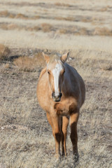 Wild Horse in Winter in Utah