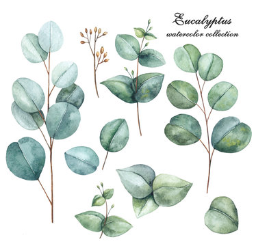 Watercolor illustrations of eucalyptus branches and leaves