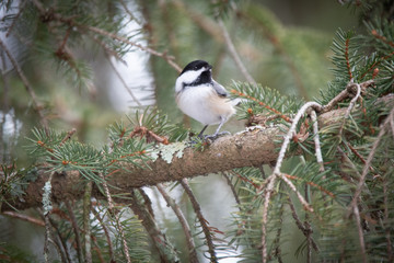 Black-capped chickadee