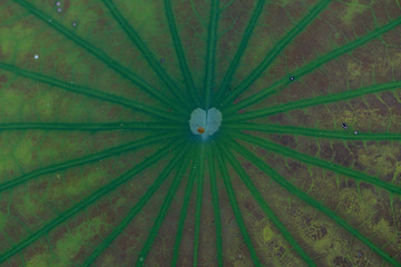 Heart-shaped leaf core of lotus leaf