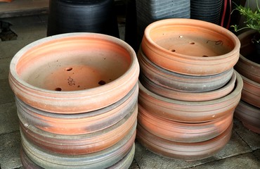 Potted flower plant shop