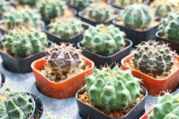 Beautiful cactus for sell