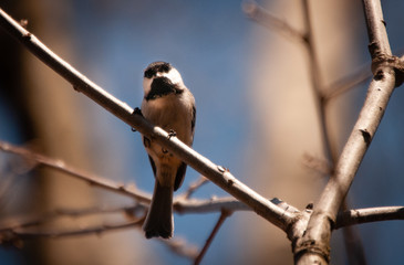 Black capped chickadee
