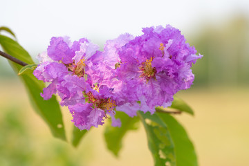 Beautiful purple flower bouquet is blooming. In the summer of Thailand