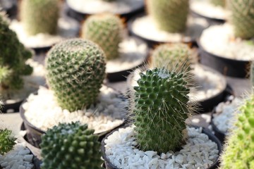 Beautiful cactus for sell