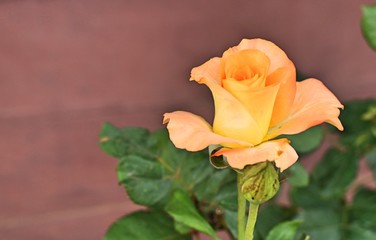 Beautiful rose in tropical