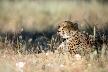 Cheetah portrait