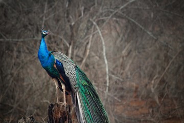 Fototapeta premium Indian Peacock in all its glory