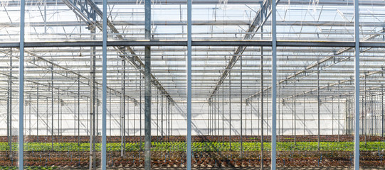 Fototapeta premium Lettuce Greenhouse at Maasdijk