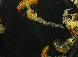 Jellyfish Chrysaora fuscescens in the aquarium closeup