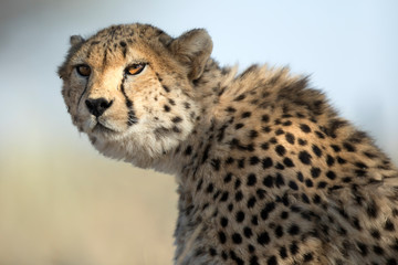 Cheetah portrait