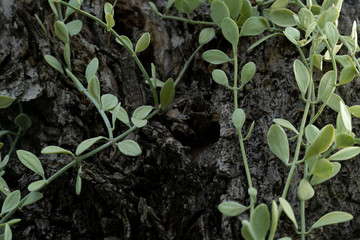 Nature Ivy of Asclepiadaceae on old tree in garden.