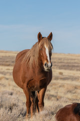 Wild Horse in Winter in Utah