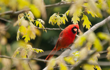 Cardinal