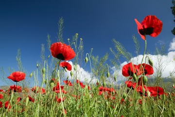 Obraz premium czerwone kwiaty maku w polu.artvin / indyk