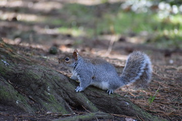Grey Squirrel on tree