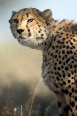 Cheetah portrait