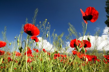 red poppy flowers in a field.artvin/turkey