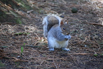 Grey Squirrel eating