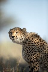 Cheetah portrait