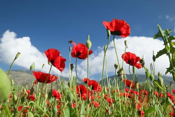 Fototapeta premium red poppy flowers in a field.artvin/turkey