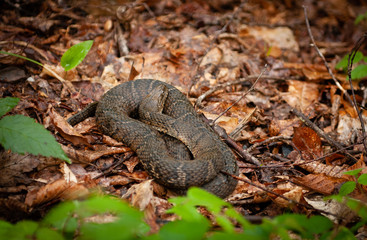 Water snake