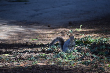 Curious Grey Squirrel