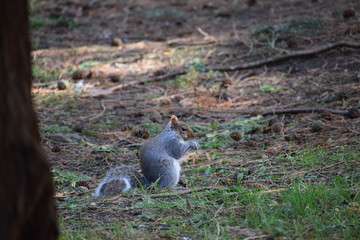 Grey Squirrel in park