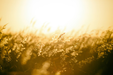 golden background with grass and rays of light