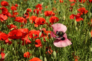 Naklejka premium red poppy flowers in a field.artvin/turkey