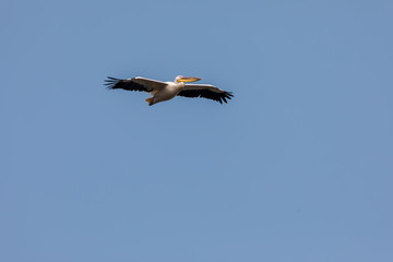 Pelican in flight