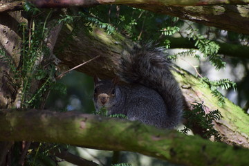 Curious Grey Squirrel