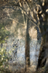 Leopard in thick undergrowth