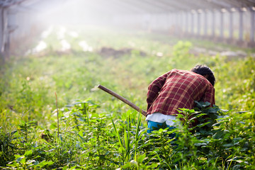 Asian peasant holding a hoe to work in the field