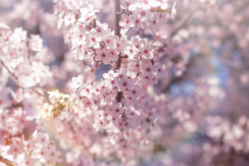 Beautiful nature in spring, flowering fruit tree