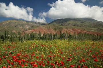 red poppy flowers in a field.artvin/turkey